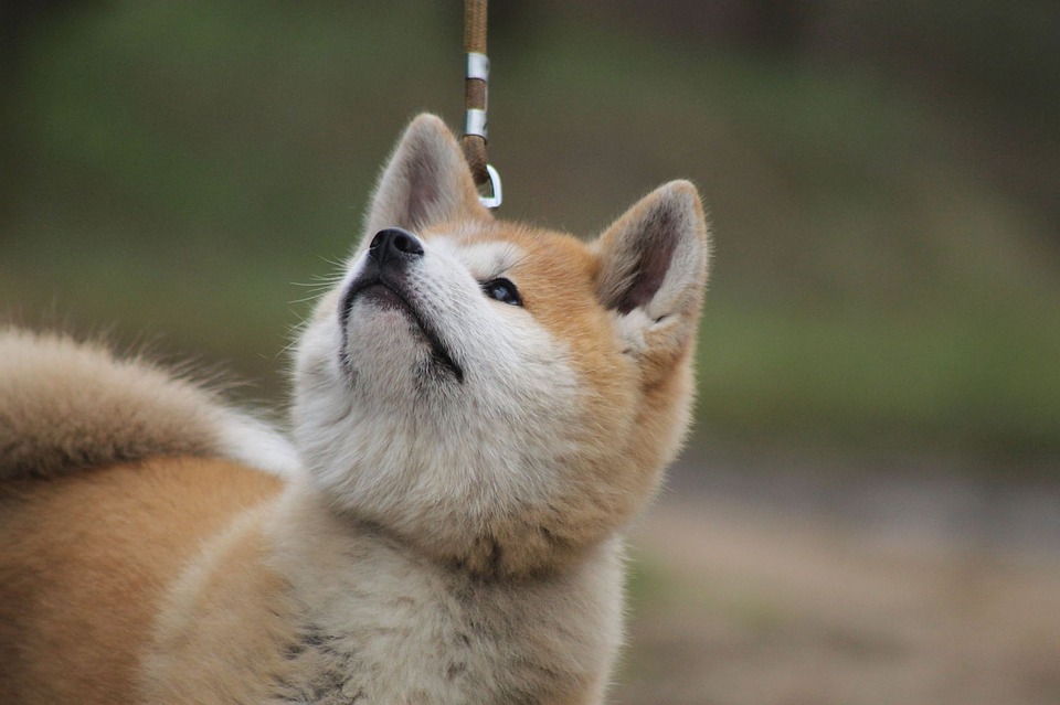 Jak poznat, která chovná stanice akita inu je dobrá.